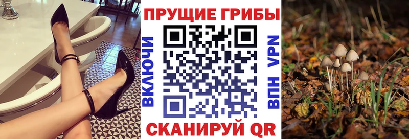 Псилоцибиновые грибы Cubensis  нарко площадка какой сайт  blacksprut как войти  Медынь  сколько стоит 